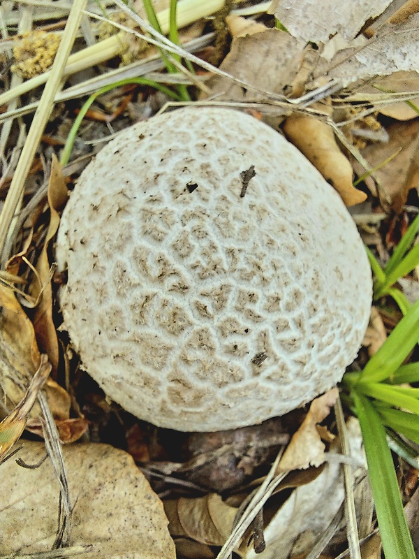 rozpadavec dlabaný Lycoperdon utriforme Bull.