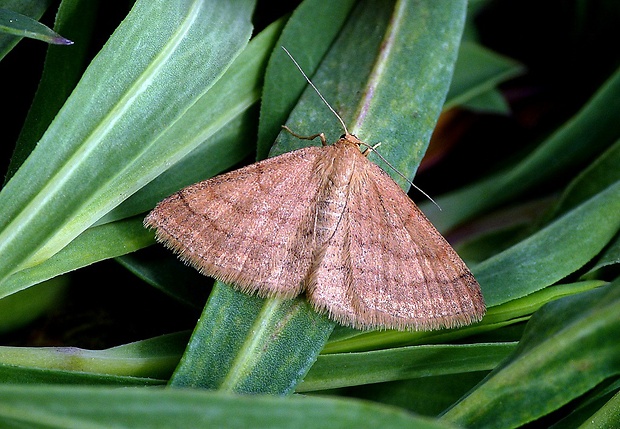 piadica nachová Scopula rubiginata