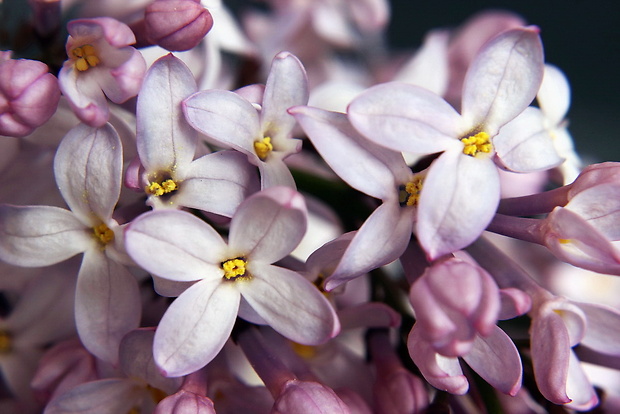 orgován obyčajný Syringa vulgaris L.