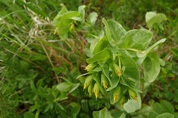 voskovka menšia Cerinthe minor L.