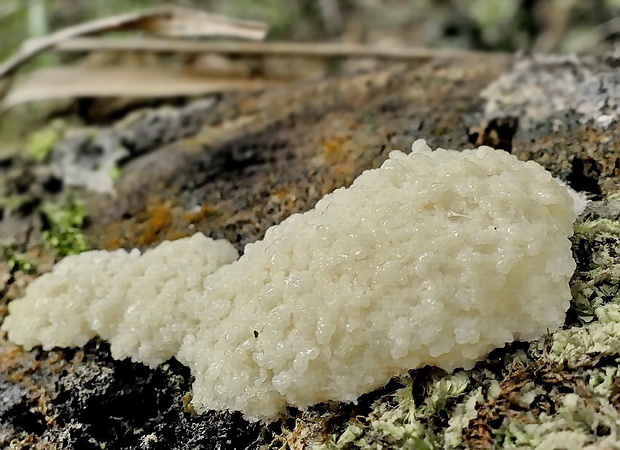 slizovka Myxomycetes