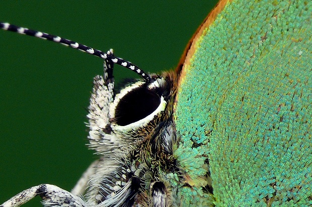 ostrôžkár černicový (sk) / ostruháček ostružinový (cz) Callophrys rubi (Linnaeus,1758)