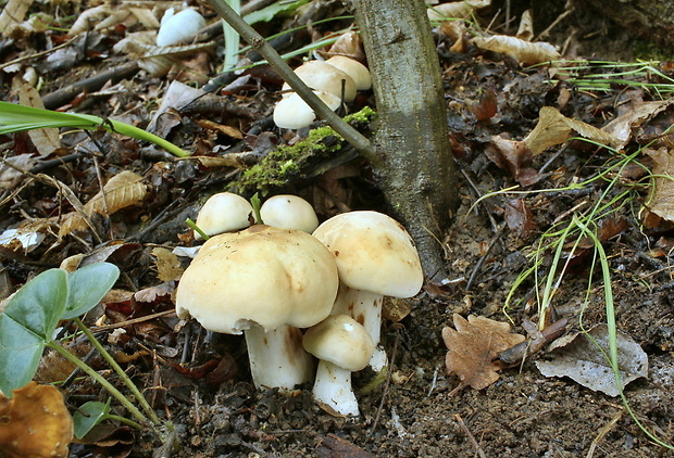 čírovnica májová Calocybe gambosa (Fr.) Donk