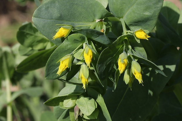 voskovka menšia Cerinthe minor L.