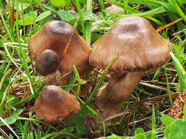 pavučinovec včasný Cortinarius vernus H. Lindstr. & Melot