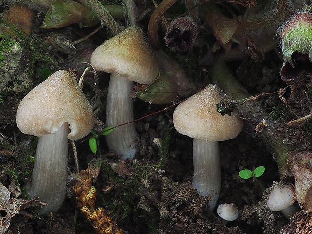 hodvábnica jarná Entoloma clypeatum (L.) P. Kumm.