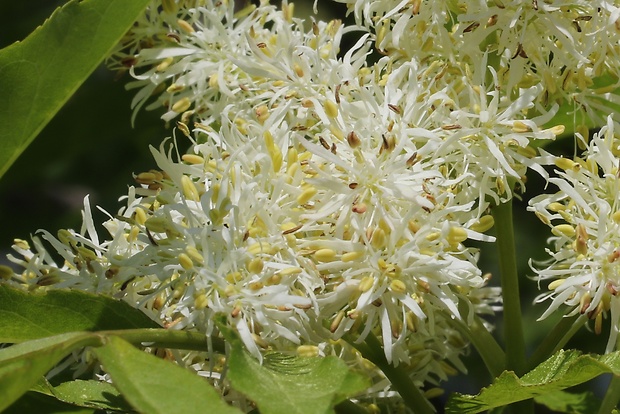 jaseň mannový Fraxinus ornus L.