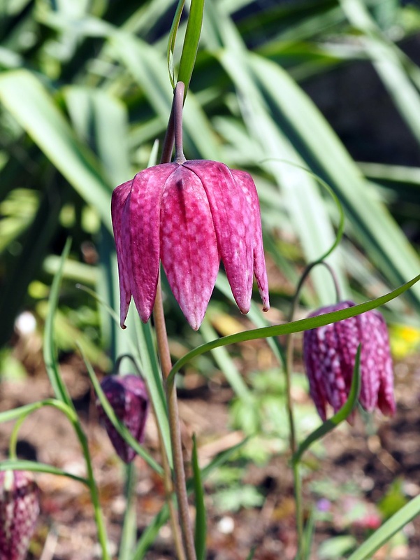 korunkovka strakatá Fritillaria meleagris L.