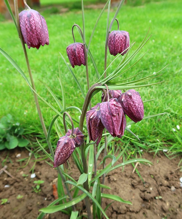 korunkovka strakatá kultivar Fritillaria meleagris L.