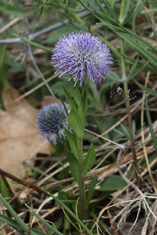 guľôčka bodkovaná Globularia punctata Lapeyr.