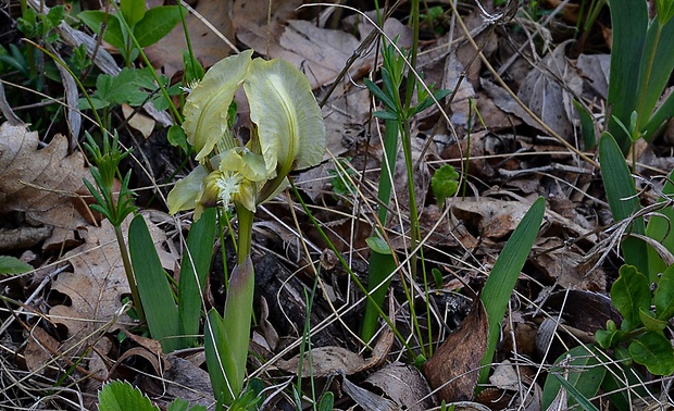 kosatec nízky Iris pumila L.