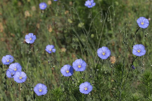 ľan rakúsky Linum austriacum L.