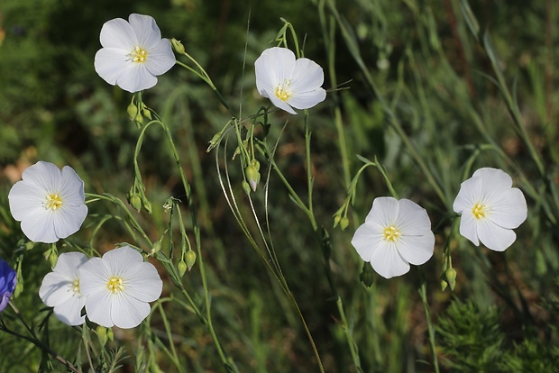 ľan rakúsky Linum austriacum L.