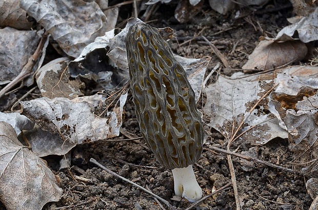 smrčok kužeľovitý Morchella conica Pers.