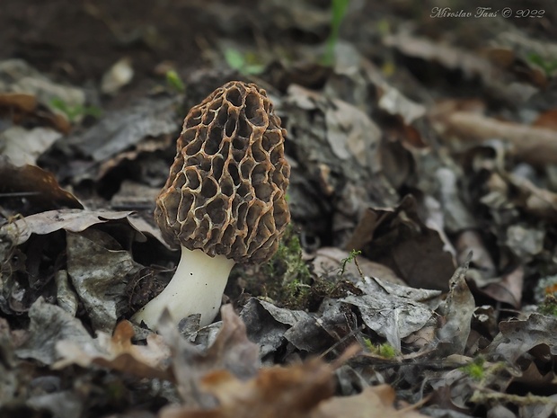 smrčok jedlý Morchella esculenta (L.) Pers.