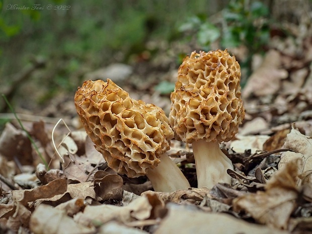 smrčok jedlý Morchella esculenta (L.) Pers.