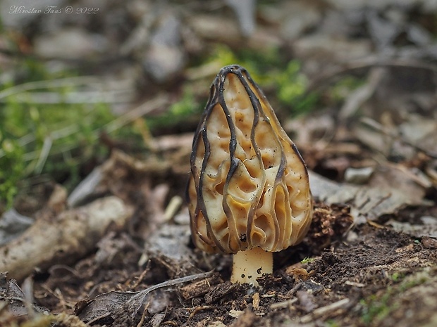 smrčok hybridný Morchella semilibera DC.