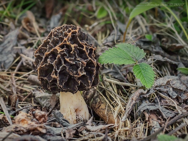 smrčok Morchella sp.