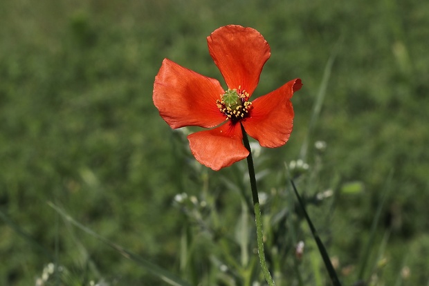 mak pochybný skorý Papaver dubium subsp. confine (Jord.) Hörandl