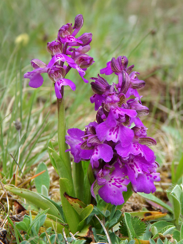 červenohlav obyčajný Anacamptis morio (L.) R. M. Bateman, A. M. Pringeon & M. W. Chase