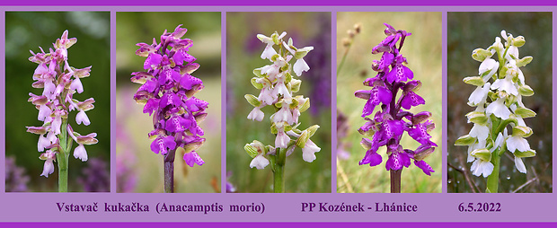 červenohlav obyčajný Anacamptis morio (L.) R. M. Bateman, A. M. Pringeon & M. W. Chase