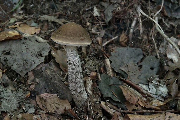 kozák hrabový Leccinum pseudoscabrum (Kallenb.) Šutara