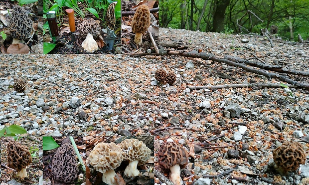 smrčok jedlý Morchella esculenta (L.) Pers.