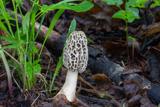 smrčok jedlý Morchella esculenta (L.) Pers.