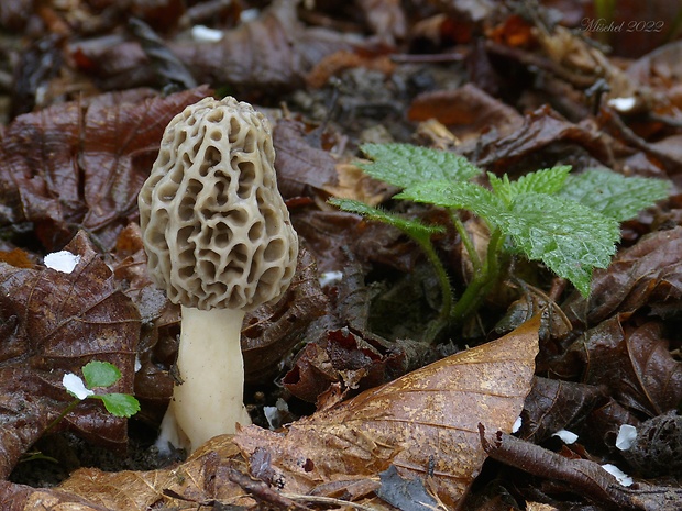 smrčok jedlý Morchella esculenta (L.) Pers.