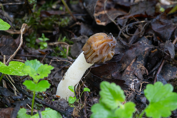 smrčok hybridný Morchella semilibera DC.