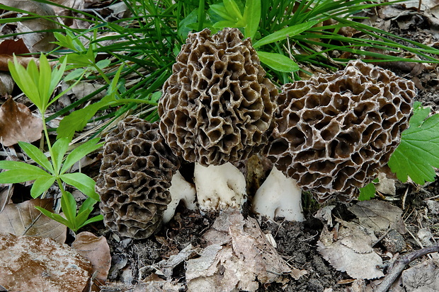 smrčok Morchella sp.