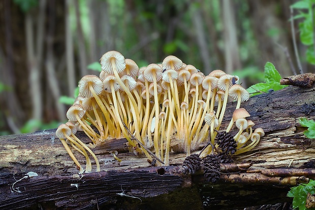 prilbička žltohlúbiková Mycena renati Quél.