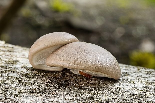 hliva závojová Pleurotus calyptratus (Lindblad ex Fr.) Sacc.