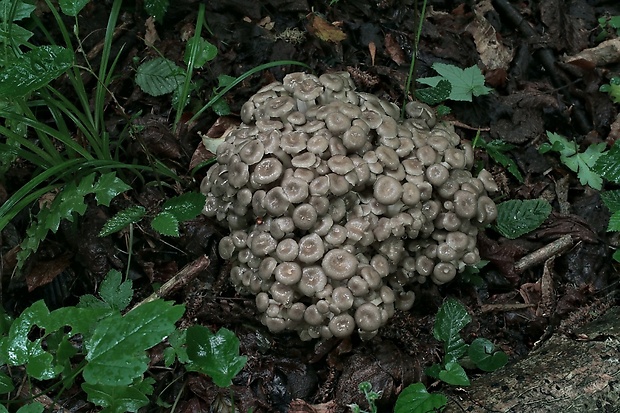 trúdnik klobúčkatý Polyporus umbellatus (Pers.) Fr.