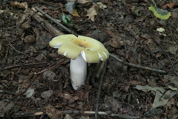 plávka Russula sp.