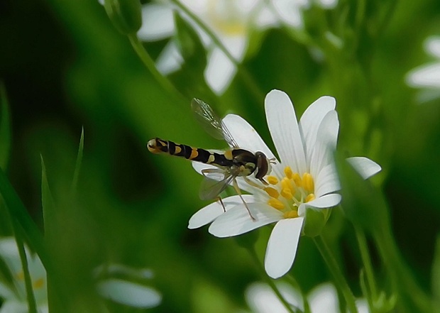 pestrica písaná Sphaerophoria scripta Linnaeus, 1758