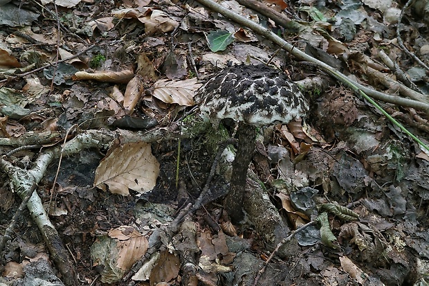 šiškovec šupinatý Strobilomyces strobilaceus (Scop.) Berk.