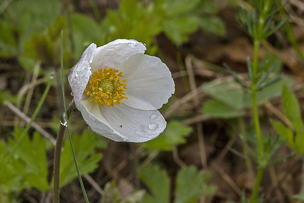 veternica lesná Anemone sylvestris L.