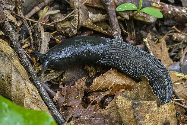 slizovec čierny  Arion ater