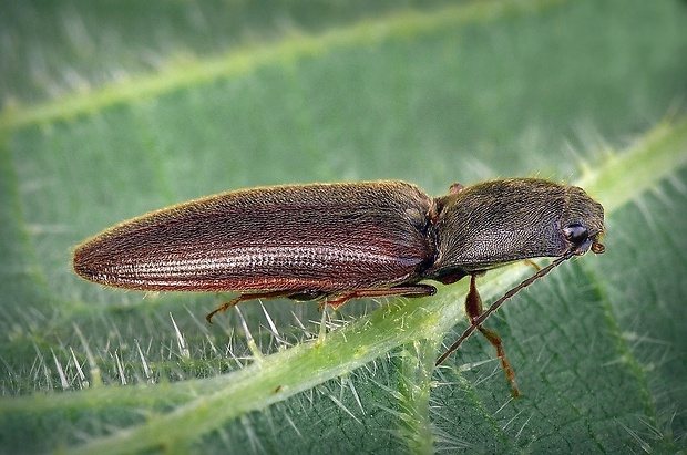 kováčik červenobruchý (sk) / kovařík narudlý (cz) Athous haemorrhoidalis (Fabricius, 1801)