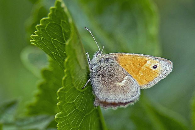 očkáň pohánkový Coenonympha pamphilus