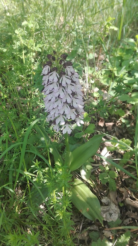 vstavačovec škvrnitý pravý Dactylorhiza maculata subsp. maculata (L.) Soó