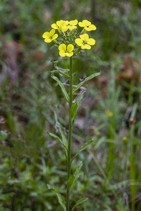 horčičník voňavý Erysimum cf. odoratum P. Gaertn., B. Mey. et Scherb.