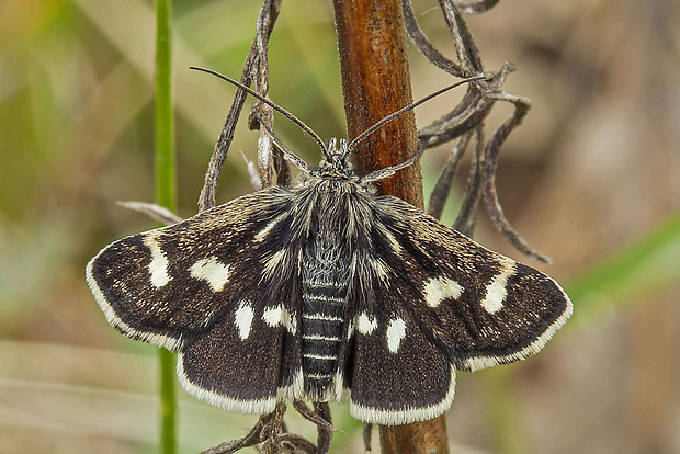 vijačka zanovätníková  Eurrhypis pollinalis