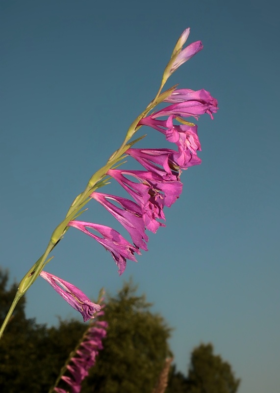 mečík škridlicovitý Gladiolus imbricatus L.