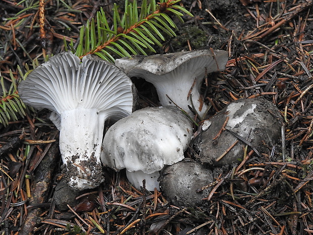 šťavnačka marcová Hygrophorus marzuolus (Fr.) Bres.