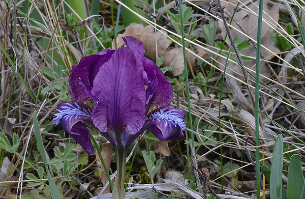 kosatec nízky Iris pumila L.