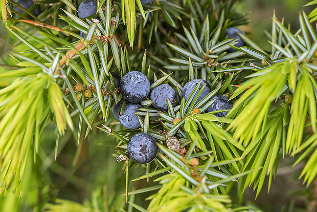 borievka obyčajná Juniperus communis L.