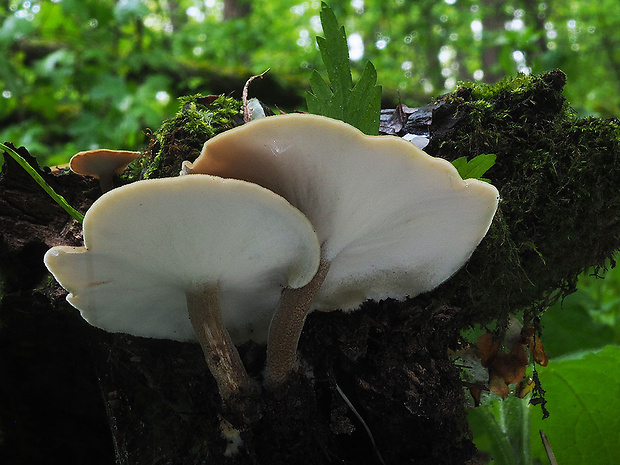 trúdnik strapkatý Lentinus substrictus (Bolton) Zmitr. & Kovalenko