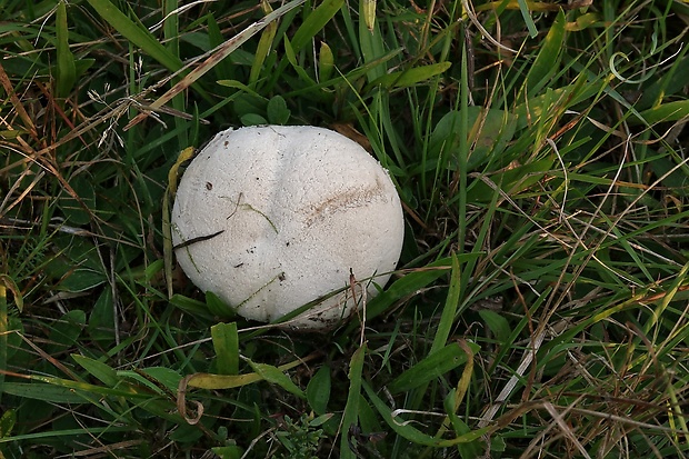 rozpadavec dlabaný Lycoperdon utriforme Bull.